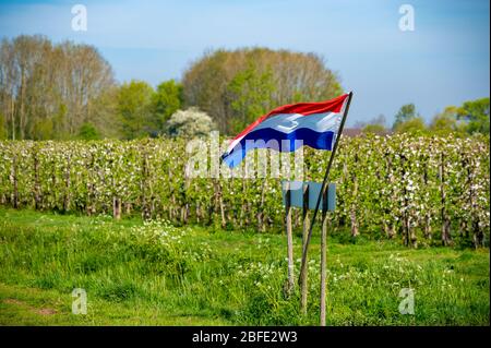 Springtime in fruit region Betuwe in Netherlands, Dutch flag and blossoming orchard with apple, pear, cherry and pear trees Stock Photo