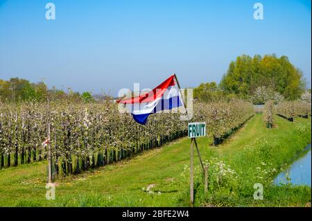 Springtime in fruit region Betuwe in Netherlands, Dutch flag and blossoming orchard with apple, pear, cherry and pear trees Stock Photo