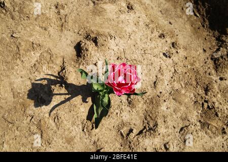 Top view on purple isolated tulip flowers on cracked dried out soil - Germany Stock Photo