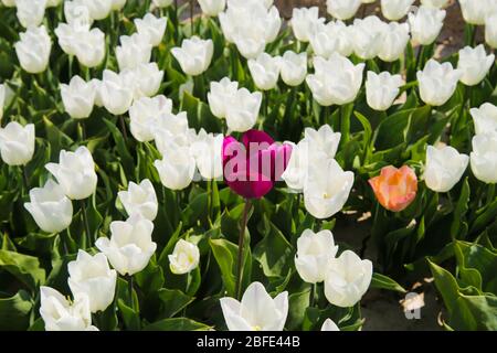 Single isolated purple and pink flower between white tulips on field of german cultivation farm with countless tulips - Grevenbroich, Germany Stock Photo