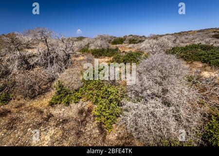 Chrissy island scenery on a sunny summer day with dry trees, brown soil and blue clear sky with haze. Crete, Greece. The southernmost island of Europe Stock Photo