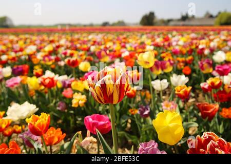 View on field of german cultivation farm with countless tulips (focus on red and yellow bulb in center) - Grevenbroich, Germany