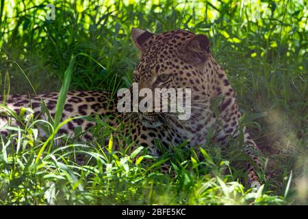 Leopard resting on the shadow of a tree, with grass beside him. Stock Photo