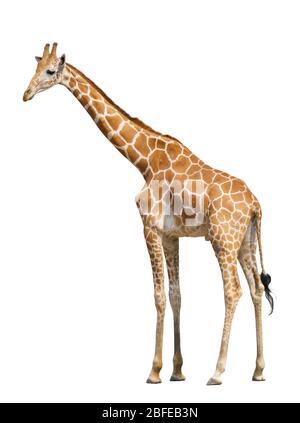 giraffe isolated on white background Stock Photo