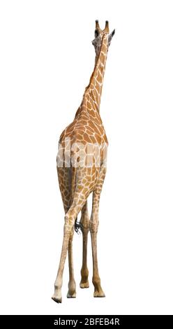giraffe isolated on white background Stock Photo