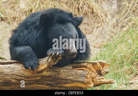 asiatic black bear or moon bear Stock Photo