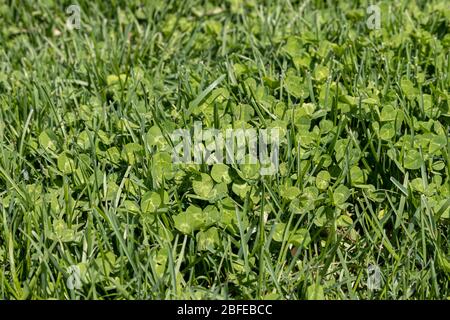 Clover weeds growing in grass of yard. Home lawncare, maintenance and weed control concept. Stock Photo