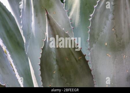 Agave plant with sharp fleshy leaves growing wild in arid New Mexico, USA. From genus monocots, leaves have sharp marginal teeth Stock Photo