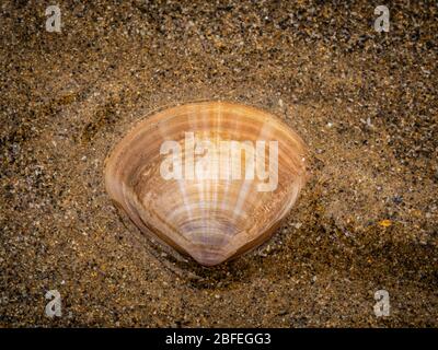Sea shell in the sand Stock Photo