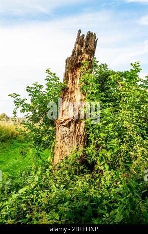 The fissured greenish-grey bark on a splintered stump of an aspen tree trunk with fast growing stems bearing coarsely toothed nearly round leaves Stock Photo