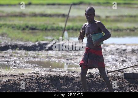 Colombo, Sri Lanka. 18th Apr, 2020. A Sri Lankan farmer prepares a paddy field during a government-imposed island-wide lockdown as a preventive measure against the COVID-19 coronavirus, in Athurugiriya, on the outskirts of Colombo on April 18, 2020. Credit: Pradeep Dambarage/ZUMA Wire/Alamy Live News