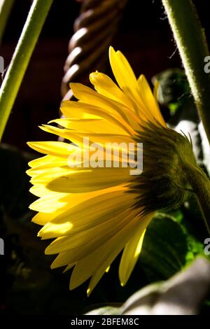 Back view of a backlit yellow Baberton Daisy (Gerbera Jamesoni) in monochrome, with a dark background Stock Photo