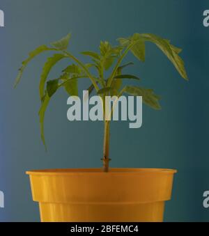 Young seedling of the heirloom tomato Cuore di Bue seen in April. Stock Photo