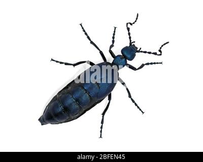 Black blue beetle or Oil beetle Meloe proscarabaeus isolated on white background, top view Stock Photo