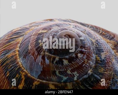 snail shell close up in macro Stock Photo