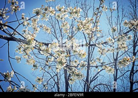 Spring in Bayern, apple tree branches full of white blossoms against the blue sky, soft focus Stock Photo