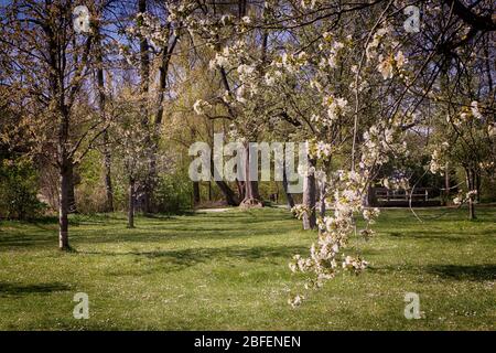 Spring landscape in Bayern: first white pink  blossoms on the apple tree branches in the countryside, soft focus Stock Photo