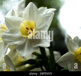 Single White and Yellow Daffodil Stock Photo