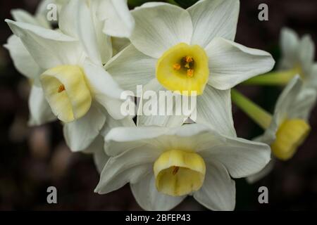 Three White and Yellow Daffodils Stock Photo