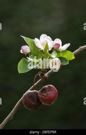Fresh spring blossom on a crabapple tree (Malus sylvestris), with some of the previous year's fruit still hanging on Stock Photo