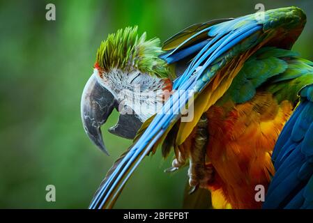 Blue-and-yellow macaw closeup (Ara ararauna) Stock Photo