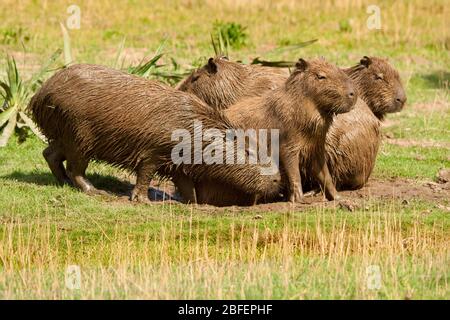 Capybara (Hydrochaeris x2)  biggest rodent high set ears eyes and nose for swimming mostly under water webbed feet barrel shaped cavy like mammal. Stock Photo