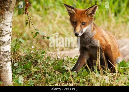 Fox Vulpes vulpes red brown fur white underside throat chin and inside ears black on ears and legs forward looking eyes dog like pointed  muzzle Stock Photo