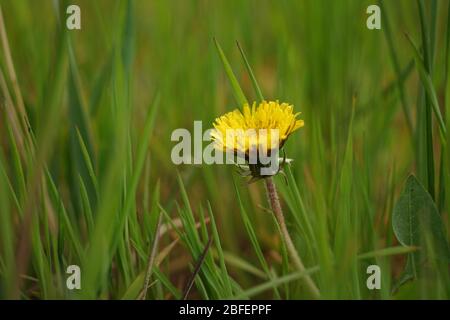 yellow dandelion growing in a green grass. Stock Photo