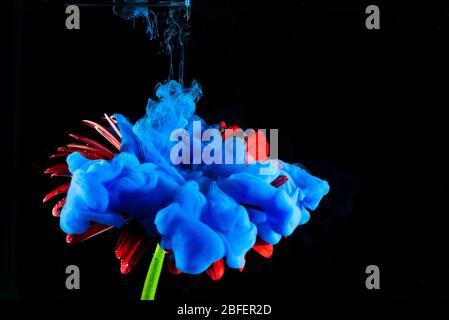 Red colored Gerbera Daisy flower on a black background and blue colored acrylic paint spraying on it. Stock Photo