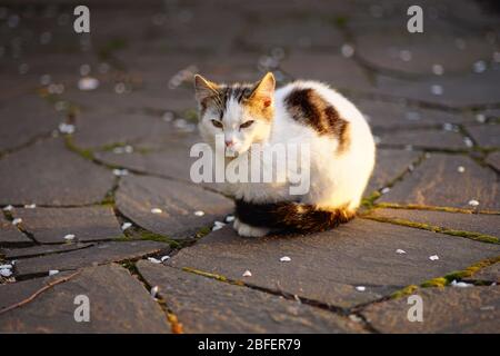 White cat relaxed a road made of wild stone in spring. Stock Photo