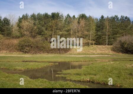 grassy overflow area of Ogmore river in Merthyr Mawr nature reserve with trees reflected in still water Stock Photo