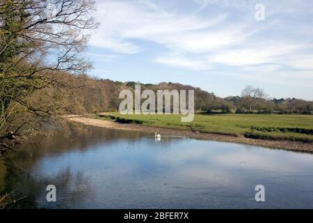 Ogmore river by Merthyr Mawr nature reserve with swan in middle and sky reflected in calm water Stock Photo