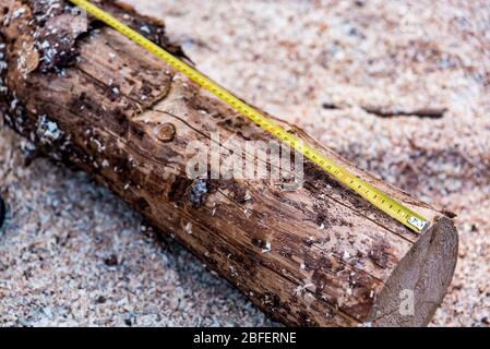Measuring the length of wood log on sawdust with yellow measuring tape. Lumberjack tools at work. Carpentry business Stock Photo
