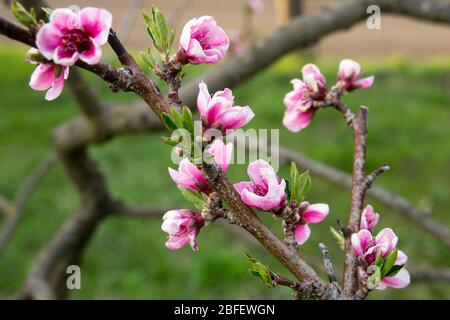 Peach tree in full blossom Stock Photo