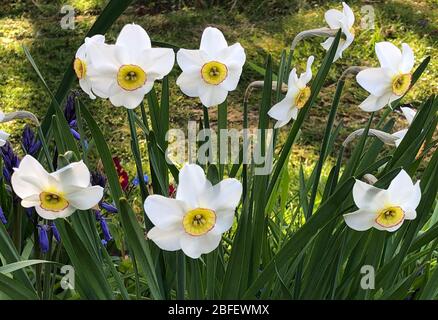 Narcissus 'Capability Brown' back-lit early morning Stock Photo