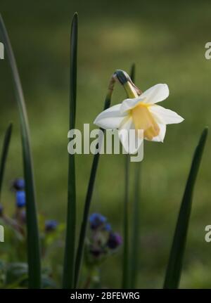 Narcissus 'Sweet Smiles' Stock Photo