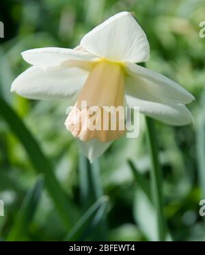 Narcissus 'Sweet Smiles' Stock Photo