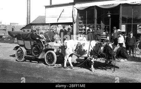 Bored looking Oxen, held by an old wooden yoke, have pulled a non-working Model T Ford automobile into a small town in northern Wisconsin, USA, c. 1912. The Ford looks to be a rather fancy touring car with its back seats, and the spare tire, protected from the dust and weather by a leather-like cover.  Unfortunately, either the car's equipment malfunctioned or the rough dirt roads of that era have forced the driver to use an old fashioned hauling mode to get his fine car to the nearest mechanic. The townsfolk have a show. To see my transportation-related images, Search: Prestor vintage vehicle Stock Photo