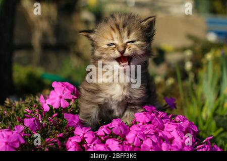 The portrait of a young three weeks old kitten in the grass and flowers. Looking cute and happy with funny expression while meowing.
