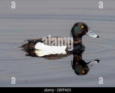 Male Tufted Duck (Aythya fuligula), Cairngorm national park, Scotland UK. Stock Photo