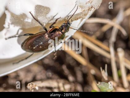 a Poecilus cupreus beetle crawls on a broken goose egg Stock Photo