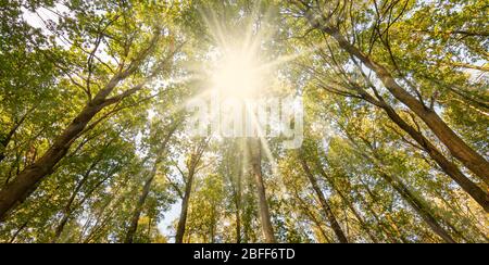 Bottom view of the sun's rays shining through the tall deciduous trees on a beautiful summer day in a forest in Belgium. Stock Photo