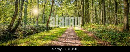 Panoramic landscape view with a walking path through the deciduous forest on a sunny summer day in Belgium. Stock Photo