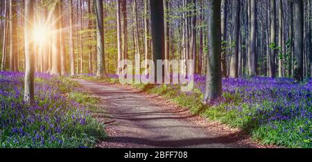 A walking path through the magical forest with blue bluebells on a sunny spring day in Halle, Belgium. Panoramic landscape view. Stock Photo