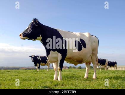 Friesian dairy cattle graze in a field near Kirknewton, West Lothian. Stock Photo