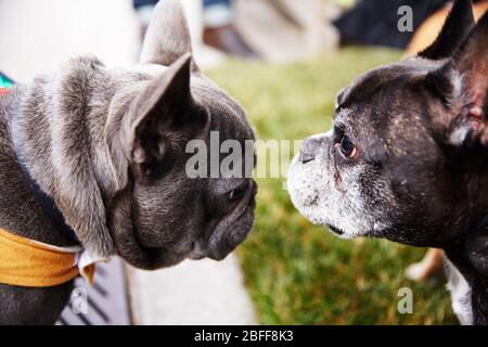 barbour dog coat french bulldog