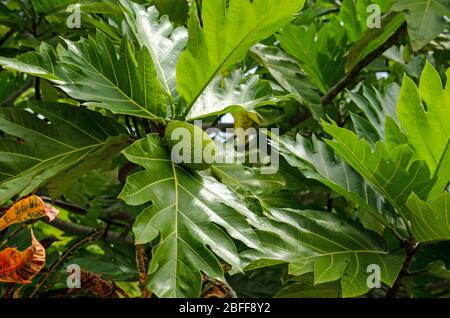 Breadfruit, latin name Artocarpus altilis, ripening on a tree in Tobago. Stock Photo