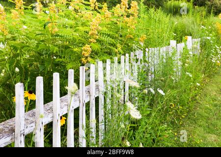 Pretty country white picket fence surrounded by flower Stock Photo