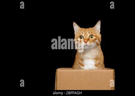 Funny red cat sitting in box with curious face on Isolated Black background Stock Photo