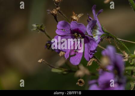 Purple Schizanthus flower in close-up Stock Photo